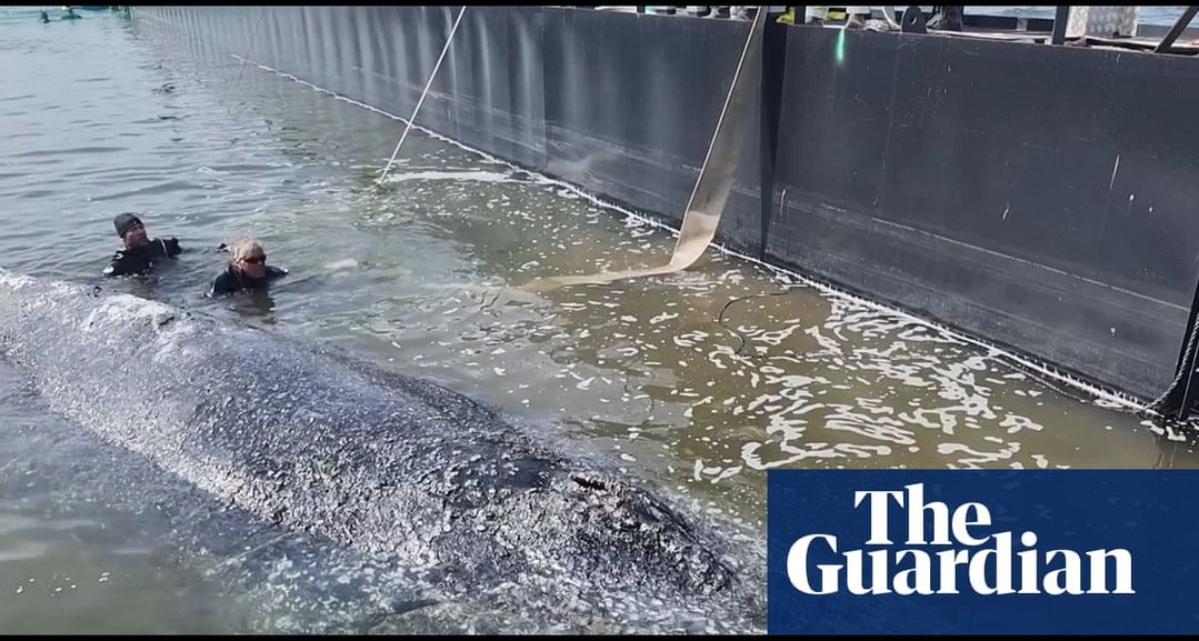 Timmy the whale confirmed dead by Danish authorities: Humpback had been found deceased on Friday after rescue attempt criticised as ‘pure animal cruelty’ Timmy the whale has been confirmed dead by Danish authorities two weeks after the beached humpback was transported to the North Sea in a rescue attempt criticised as “pure animal cruelty”. Denmark’s Environmental Protection Agency said a whale had been found dead on Friday near the small island of Anholt in the Kattegat, a broad strait between Denmark and Sweden, and confirmed it was Timmy on Saturday. Continue reading... 1 3de050f6816f0faf6739f4dd3c7258e83272e994