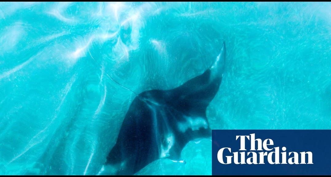 Florida tightens rules on capturing giant manta rays but stops short of full ban: Move follows upsetting viral video of ray being manhandled into unmarked boat in Florida waters last year Wildlife officials in Florida will continue to allow threatened giant manta rays to be taken from the ocean, but have tightened their policies after a viral video showed a captured ray in severe distress, and a bipartisan group of politicians called for an end to the controversial practice. Members of the Florida fish and wildlife conservation commission (FWC) voted on Wednesday to adopt an amended final rule reserving the right to say when and where rays can be captured for “responsible exhibition” in the US. Continue reading... 1 9e01c33e22fd564c02e122225d65b32c0e0846e6