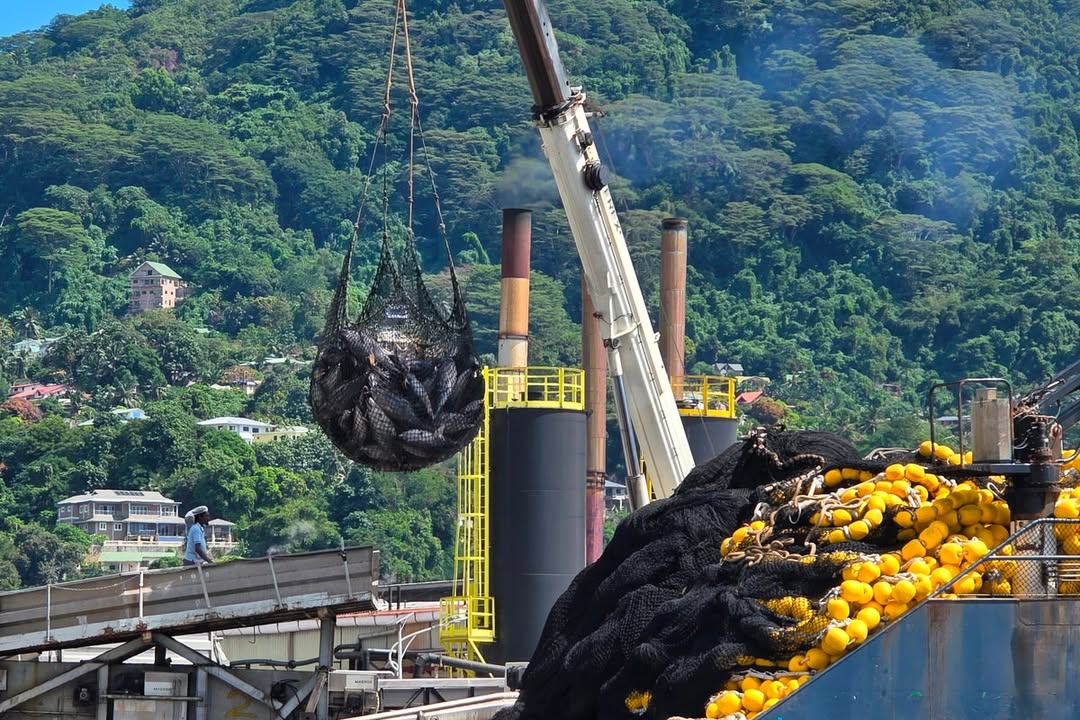 European fishing firms reflag ships to tap Indian Ocean tuna quotas, report finds: A new report reveals European companies have taken a third of the Indian Ocean's tropical tuna catch #TunaFishing #IndianOcean #SustainableFishing #FishingIndustry #MarineConservation 1 d454ca09dfea3073ab4f4deec19fe73086804a6d