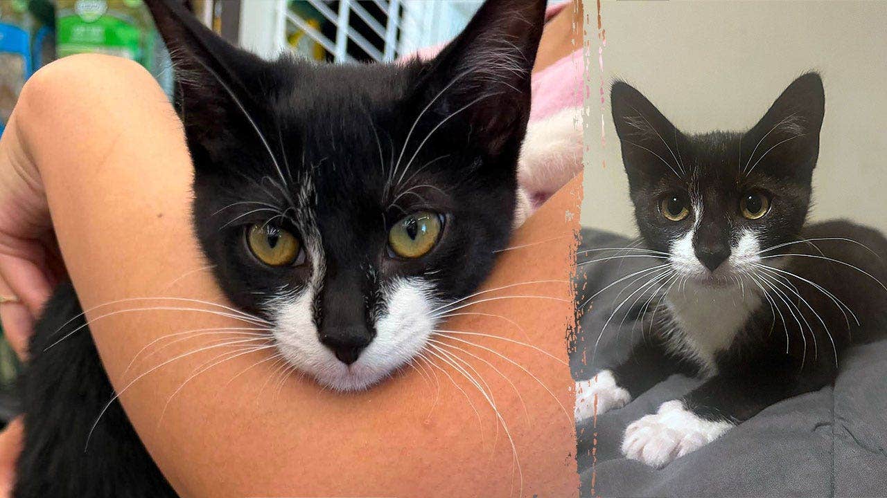 Bank robbery suspect allegedly steals kitten, asks employee to hold it before demanding cash: A Maryland man allegedly stole a 3-month-old kitten from Pet Supplies Plus and handed her to a bank employee before attempting a cash robbery. #BankRobbery #KittenHeist #MarylandNews #PetSuppliesPlus #CrimeNews 1 0f27a169be36c529a017b4eb06fa759bf803bfef