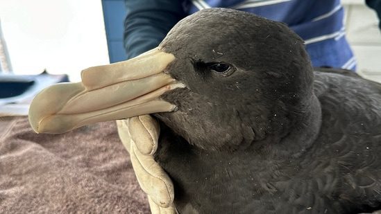 Australia confirms first H5N1 case in native seabird, calls development 'concerning': It is the first confirmed infection in an Australian seabird, with all other cases being found in migratory seabirds. #H5N1 #seabirds #Australia #wildlife #avianflu 1 28ac62764875af853fc4704a103721f93f6ceb41