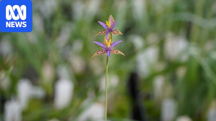 Cloning technique could save rare Queen of Sheba orchid from extinction: There are only 30 critically endangered Queen of Sheba orchids left on earth, but scientists at Kings Park have made a breakthrough that could save them from extinction. #QueenOfSheba #OrchidConservation #CloningResearch #EndangeredSpecies #PlantScience 1 28c724d18ac5118fcfa09c0c78d34339142ea611