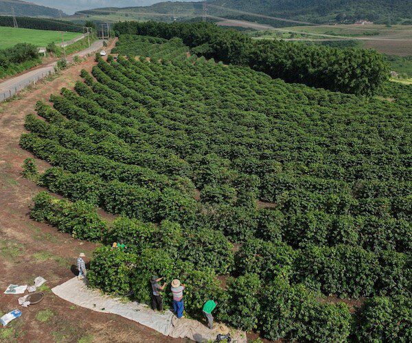 Brazil: Tariffs on Brazil Coffee Impact US Drinkers: A proposed U.S. tariff of 25% on Brazilian instant coffee risks increasing costs for U.S. businesses and consumers by disrupting supplies of a product the country largely imports, Brazil's instant coffee industry said. More than 90% of Brazil's instant coffee is destined... #Brazil #Coffee #Tariffs #InstantCoffee #USConsumers 1 3ee528adbec3539070c0ad2373c20de7e1d1a503