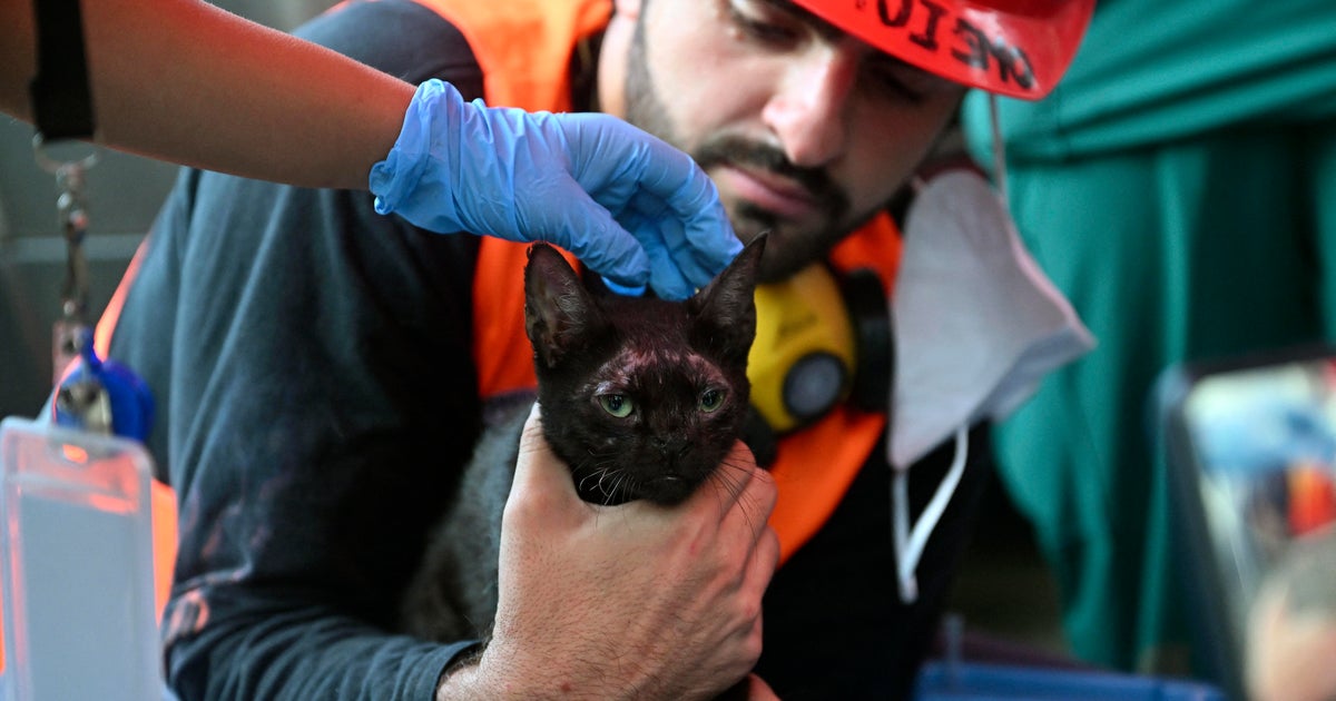 Cat pulled from Venezuela quake rubble as death toll tops 5,200: A weakened cat was pulled from under the rubble of a collapsed residential complex in what a rescuer described as a "ray of hope." #Venezuela #Earthquake #Rescue #CatRescue #NaturalDisaster 1 5e64e459afa7d6f5d2ce118a1eabe571265b479b