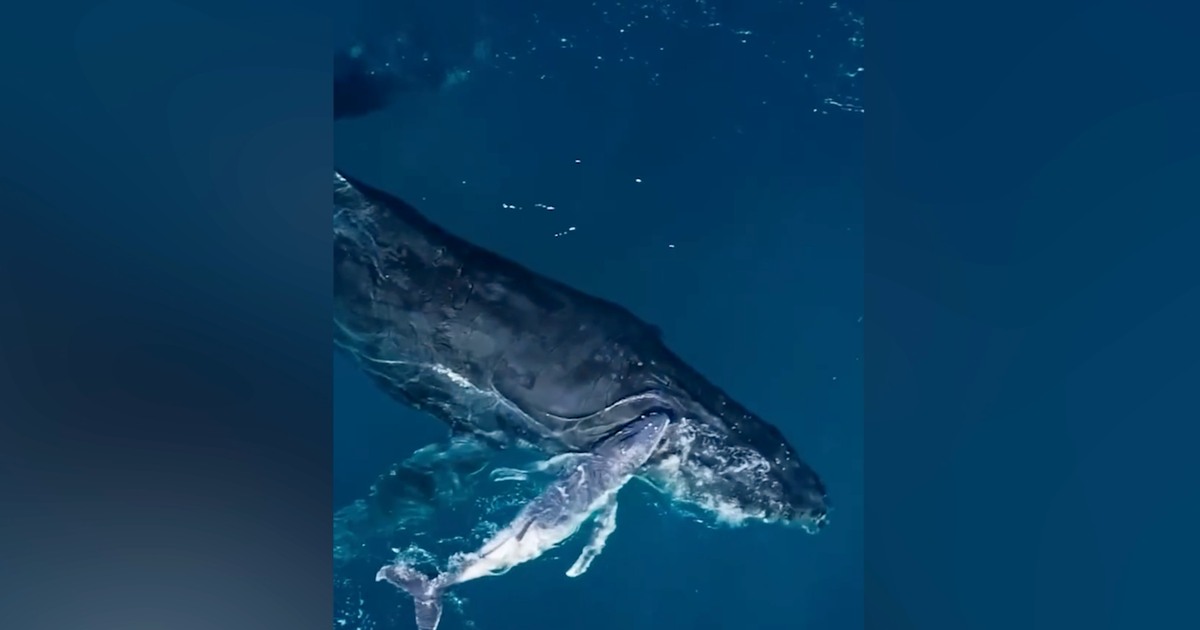 Drone captures humpback whale birth for first time: A photographer operating a drone off the coast of Australia captured a humpback whale giving birth. It's believed to be the first time such a birth has been recorded by a drone. #DronePhotography #HumpbackWhales #WildlifeConservation #NatureLovers #MarineLife 1 613d45ac89c9b0e83aff7e653e86dda152ff0838