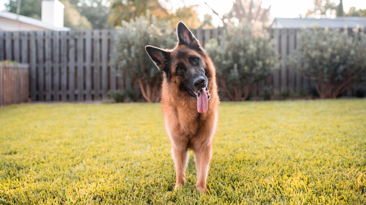 'I'm a professional dog trainer - there's a fascinating reason dogs tilt their heads': A canine behaviourist has shared the science behind dogs tilting their heads, branding it "fascinating" while also explaining its close link to the bonds between a dog and their owner #DogTraining #CanineBehavior #DogLovers #PetScience #DogHeadTilt 1 aabd4bcf2a6a03a0bac80624df4b98b128cac44e
