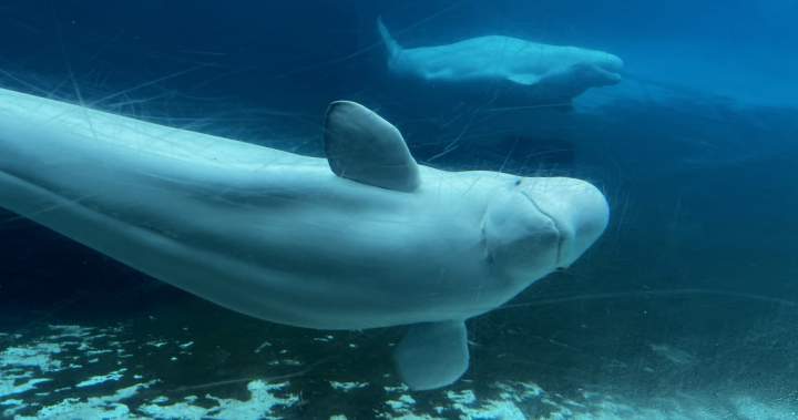 Marineland begins transporting 6 beluga whales to U.S. aquariums: The whales are expected to be moved from Marineland in Ontario and transported to Shedd Aquarium in Chicago and SeaWorld in San Antonio. #BelugaWhales #Marineland #Aquarium #WildlifeConservation #AnimalTransport 1 ab9f7688d95b492d4de57a5b4a14fc6c88770e35
