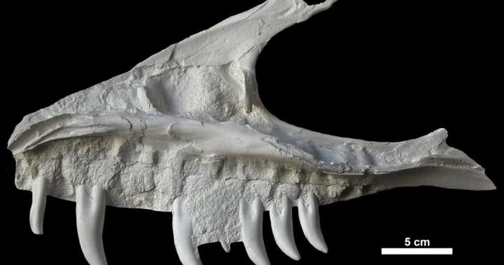 Remains of dinosaur skull found in B.C. campground belonged to T. rex ‘great-uncle’: The remains of a dinosaur skull found in British Columbia campground belonged to a tyrannosaur that was lighter and faster than its more famous relative, the T. rex. #DinosaurDiscovery #TRex #Paleontology #FossilFind #BritishColumbia 1 da92790399b7c7fef04984b230235de3079c11b9