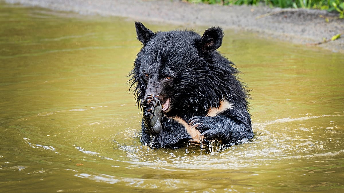 Rescued bile bears released in Denmark forest: Six rescued Asiatic black bears from South Korea start a new life in Denmark’s Knuthenborg Safaripark after an international rescue operation. #AnimalRescue #BileBears #AsiaticBlackBears #WildlifeConservation #Denmark 1 f87eb178bcdbabfa70151277461ba876f74e5794