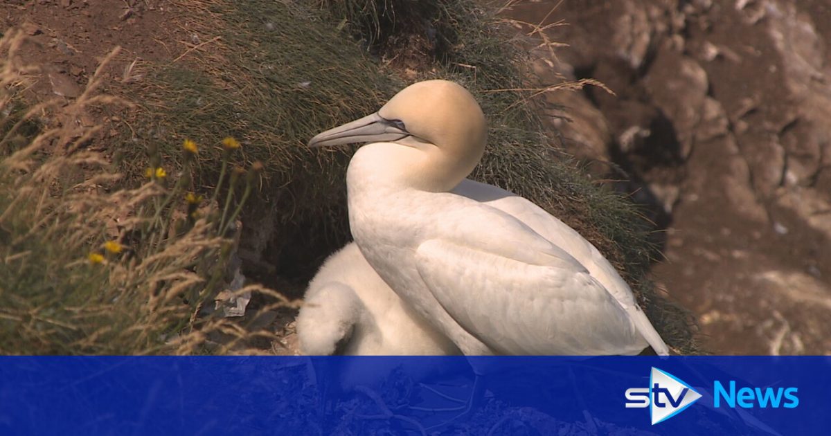 Key gannet colonies hit by bird flu could take two decades to recover, study finds: Researchers said the 2022 avian flu outbreak dealt an 'unprecedented deadly blow', leading to a surge in northern gannet deaths at Bass Rock #BirdFlu #Gannets #WildlifeConservation #AvianFlu #BassRock 1 ff4693dad65452337f5890904940ff6a26611e84