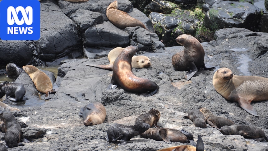 Seal numbers on Victorian island plummet as pollution affects pups: Deen Maar Island was once home to Australia's largest fur seal colony before the pups started developing alopecia. #SealConservation #FurSeals #WildlifeProtection #PollutionAwareness #EnvironmentalIssues 1 0420ae6c0b32b1ff6fee86abbacecf292ec62e88