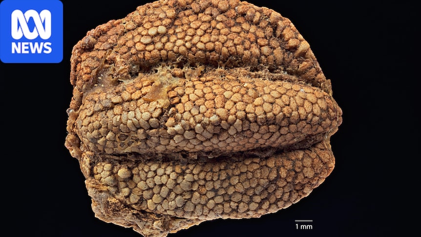 Discovery of 30-million-year-old fossilised fruit changes evolutionary story 1 051a05869a613069a32c5c933a8963705a81840953d1ba8995c96c3ad8ecf329