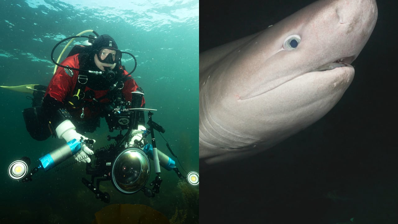 He turned around and a shark was there | The Moment 1 07ff21eabeac733856d895090dbb7e7a1307a63ea8c26f97ba3b73c156de06a6