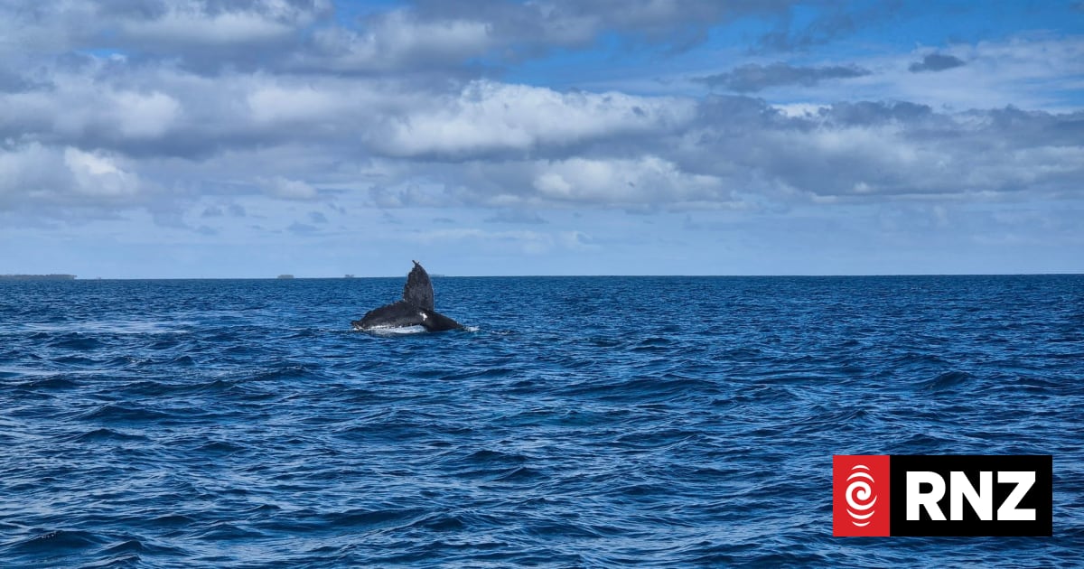 Questions swirl after NZ church delegates' unlicensed whale-watching boat capsizes in Tonga 1 23941ba12d3b634973014c7bb916412387946d728c80800793eae2c782308786 2