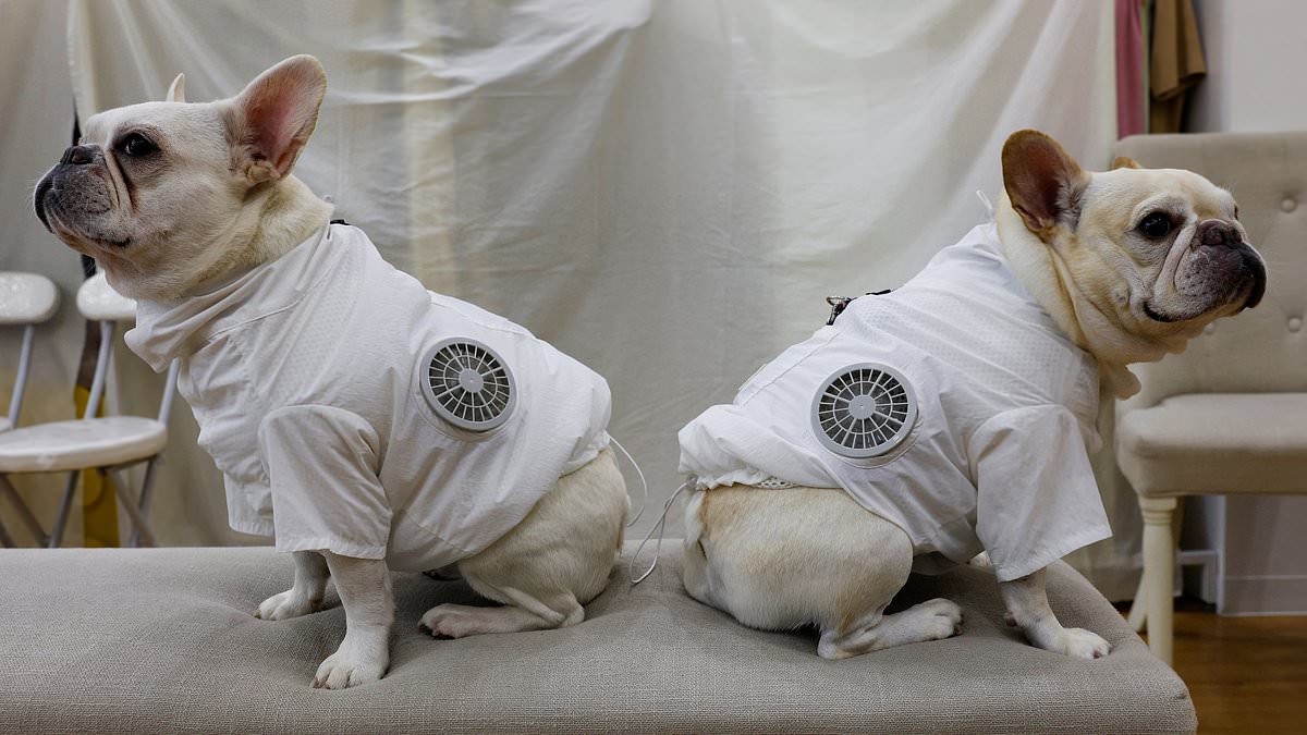 What a cool coat! Pets show off their new air-conditioned jackets... with built-in fans 1 2527d0795fc911e845214dfddde11dfbf64fc7501d498538d3f368cdd43a3cfd