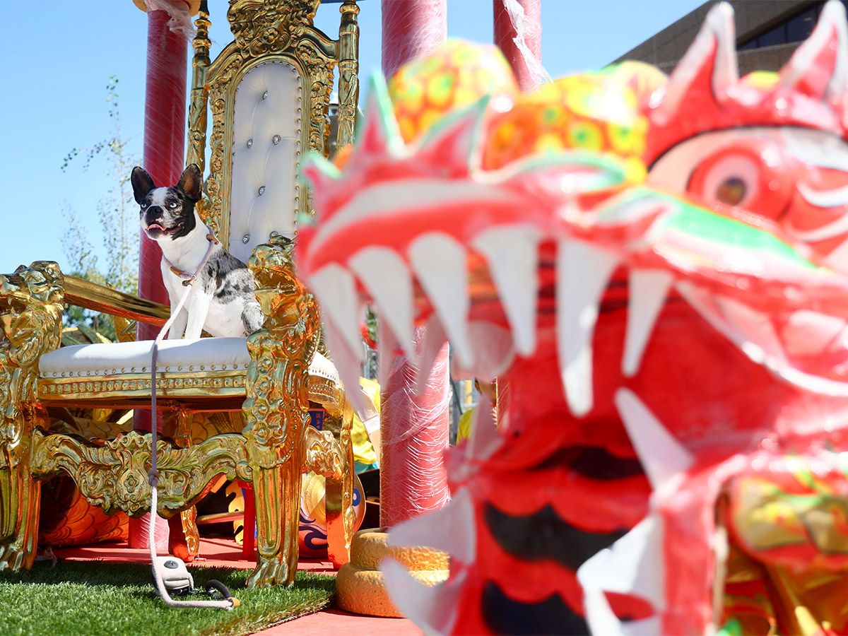 Carifest, Chinatown Street Festival, Ukrainian Day in the Park, Expo Latino Festival and Tactical Days: What our photographers saw this weekend 1 27f6132d200d765b1783b61f9b12e77ed3bfe018fe607666a648c01f84e960f7