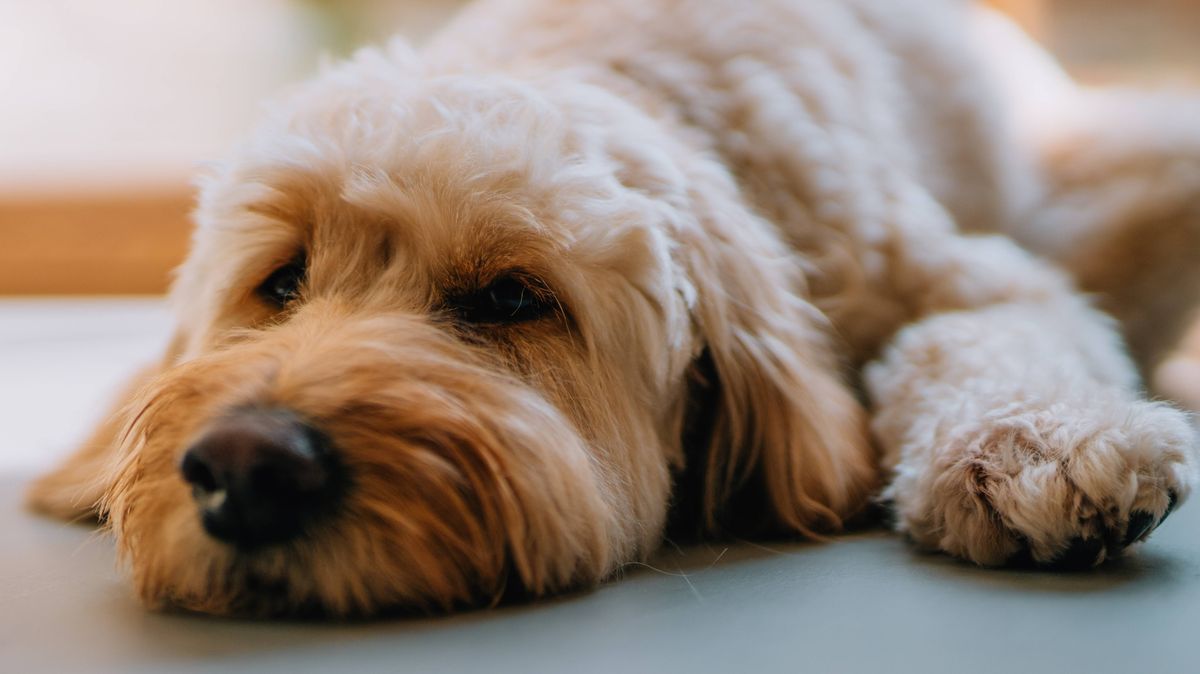 Woman mortified as groomers give dog cut so bad she's convinced it's 'wrong dog': A woman is convinced her dog groomer swapped her pet out for a different animal entirely after they went against her instructions and gave the pooch an atrocious trim #DogGrooming #PetCare #DogLovers #DogGroomers #PetGroomingFails 1 2aa77178884ed0cdff67a08a0c4291fd9ee5faea