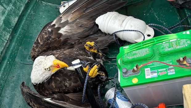 Nova Scotia father and son haul hooked bald eagle out of lake, safely free it on shore 1 4eec21f16760fa81966e8e652b6e7527159e1343f00fa29c0944d34c4800e73f