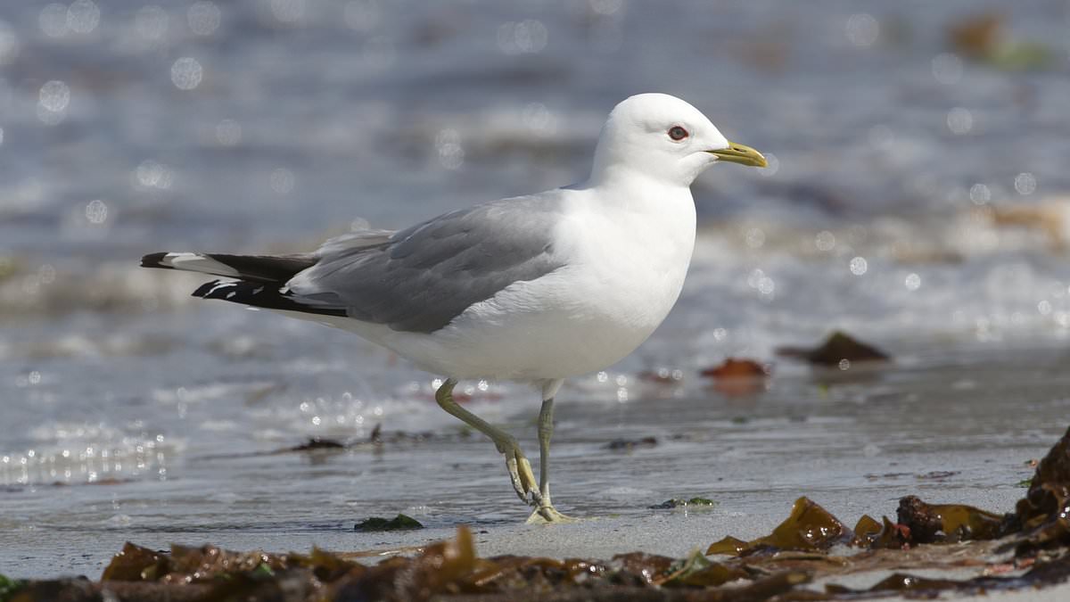 Greedy seagulls have run up a £171million bill over stolen or spoilt meals, report says 1 52703e719eb245ae63028bb1a6b0b5f835955adae918d0d7c7c98e54ead04067