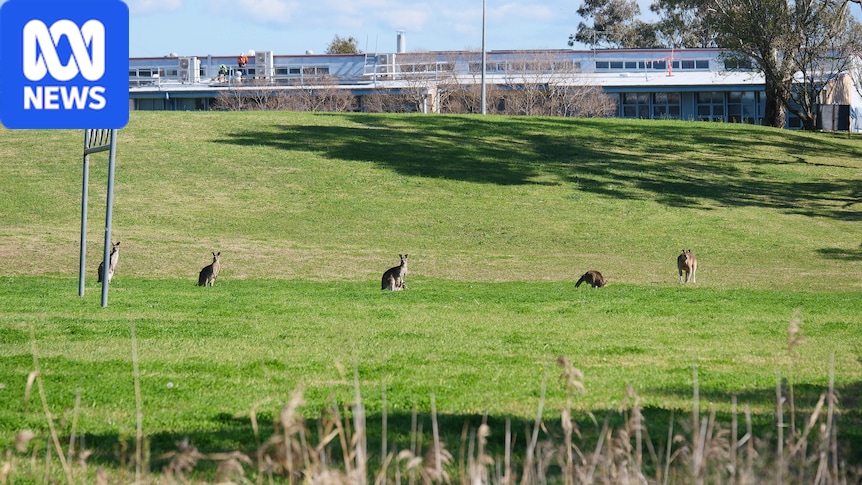 Sydney kangaroos face cull as university looks to develop campus 1 537192a5e6c36da468025fc8de63c795e39d7e9ed1a35f2ff3e5e3a48f6996c0