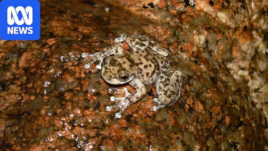 Environmental DNA shows some frog species bouncing back from fungus 1 54d557e4ffc8c9abebee69027f304fafb8a442583128032613ad93b69378496d