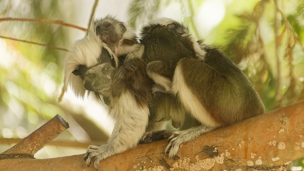 Bless their cotton... tops: Twin monkeys cling onto their mum as UK zoo welcomes three baby primates 1 589df5f4ad99d6af78d22fdc33e234e1a217a6cef6e3ba704e87ce051fd21021
