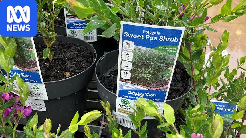 Push to declare garden favourite sold at Bunnings a weed 1 6b159cfc4edfb034ca8340c6b30171db29afb715fb1991dfe1588813f4adb910
