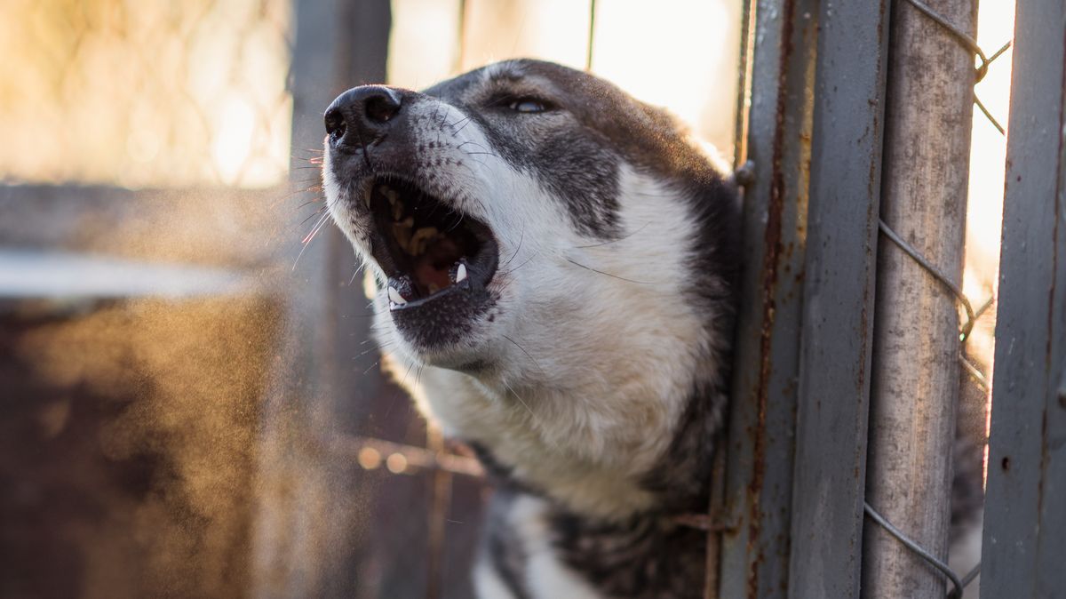 'My entitled neighbour kept letting dog bark all day so I got ultimate revenge': A frustrated man has shared his elaborate revenge plan against his alleged inconsiderate neighbour after their dog would bark all day long. People can't believe how events unfolded #Revenge #NeighbourDrama #DogBark #PetPeave #Frustration 1 6e4e901a992f775eff27b20a75f30f4e88122f57