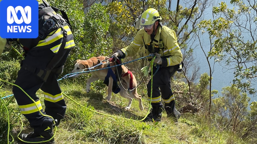 Missing dog rescued from cliff face around volcanic crater lake 1 701b37d8821db00ad19c3e4971a8410339f6d28251d2dc3fcddf668071203d6e