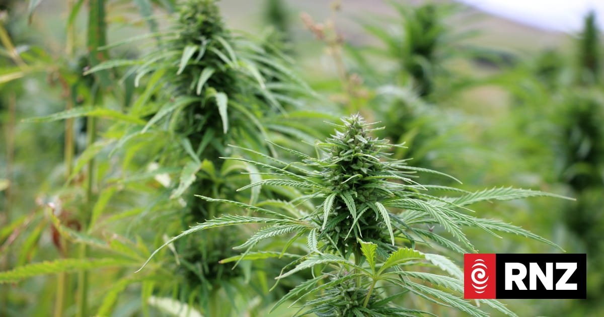 Industrial hemp sector wants more seed in the ground across New Zealand 1 7747ef42bc7a4e29f0b810649e587989ef5f2d028690d46c75cdf3d1c62f8993