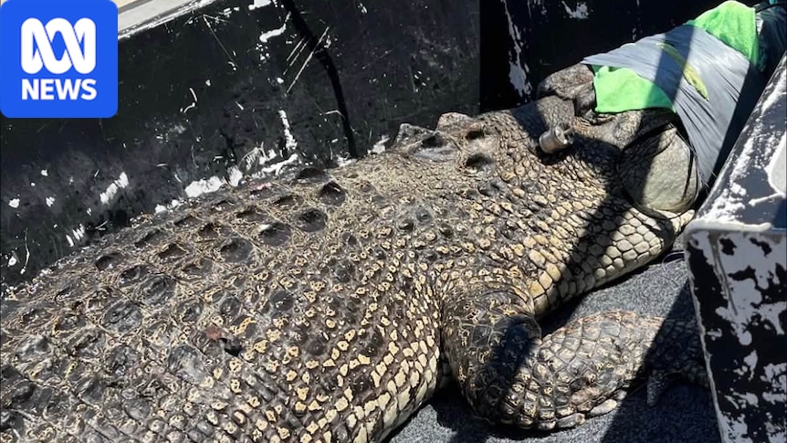 3.5m saltwater crocodile captured off Cable Beach 1 78eeb20f48a4351b6a5cab7ee9733406fea14208c6c568987ad97071a9730022