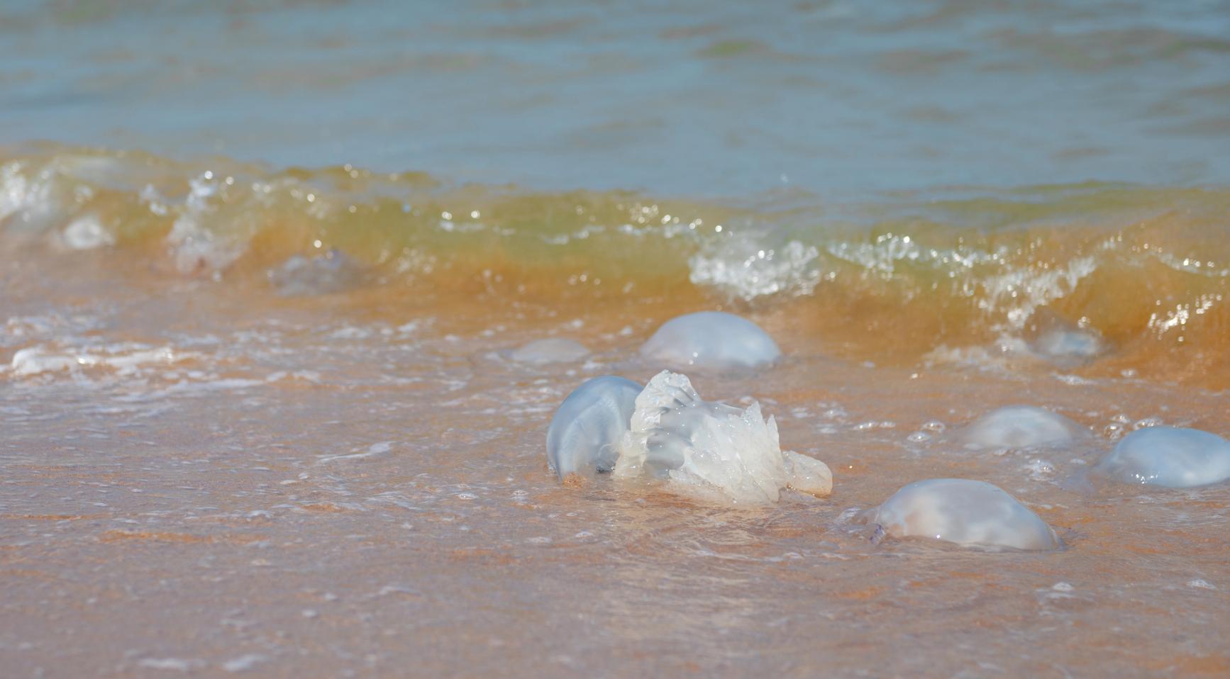 Jellyfish numbers rise in Dutch waters as exotic species arrive on ships 1 7f81c80faa18608411a409dade9bd4f3c0a2ac936d279299a9a73976d07f7e81