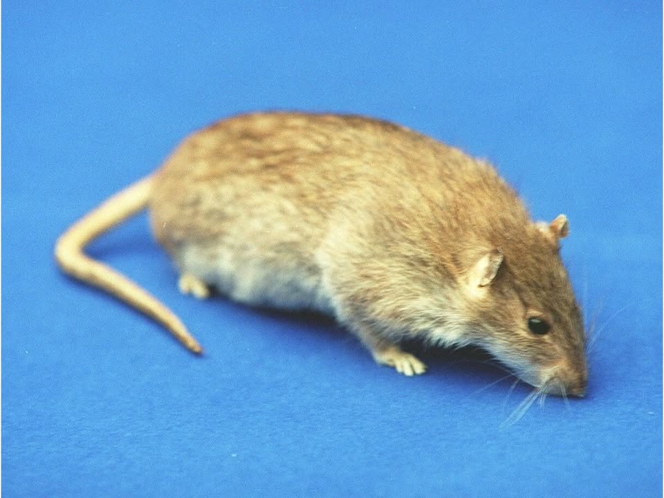 More people, more trade, more rats? How Alberta manages to stay rat-free in 2026: While Alberta keeps a close eye on the Saskatchewan border for rodent invaders, attention is also spent monitoring shipments and travellers who might inadvertently be admitting the unwanted pests into the province #Alberta #RatControl #PestManagement #Saskatchewan #RodentFree 1 8499a2bee8418c54190d3aa317059929af3414e9