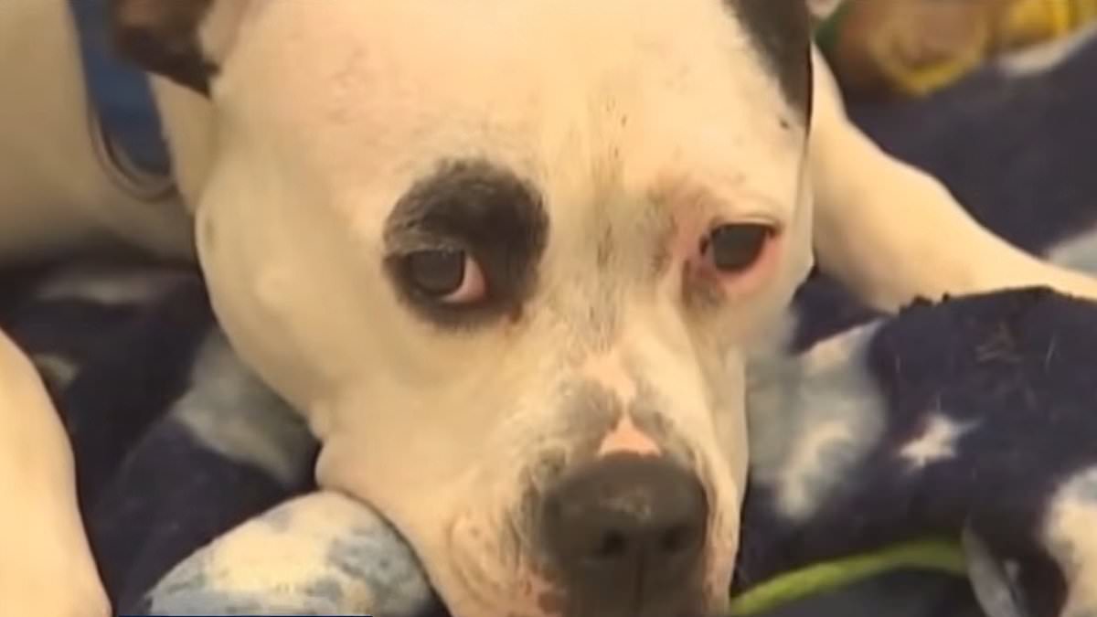Minneapolis is set to end ban on dangerous felons owning potentially dangerous large dogs after unveiling shamefully woke new term for criminals 1 88a40e5dd646a1dd7eb19eb8b8e04c8c5b278c508cad14cac28d2d7037812c5e