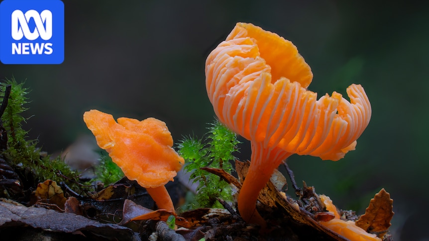 Fungi fans celebrate its recognition as nature's third living kingdom 1 8b77ed077c7b95fbd73c45b5d87e68f30a627c48e33e5a7ca4deebedd08e6cf8