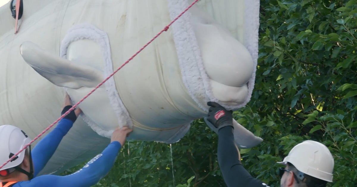 More rescued beluga whales arrive in Texas as relocation effort continues: SeaWorld San Antonio welcomed seven more beluga whales on Tuesday, the latest development in the international effort to relocate dozens of the mammals from shuttered Canadian theme park Marineland. #BelugaWhales #SeaWorld #WildlifeConservation #RescueEfforts #MarineLife 1 9227a10faec4e2380a191c413401defdeabe4119