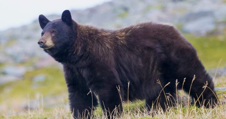 Bear follows man, swipes at him on North Vancouver trail 1 93575efa4a424bd62f91002e0e0bfec391fc3f8a2cff254deb4a84e7c7074ce1