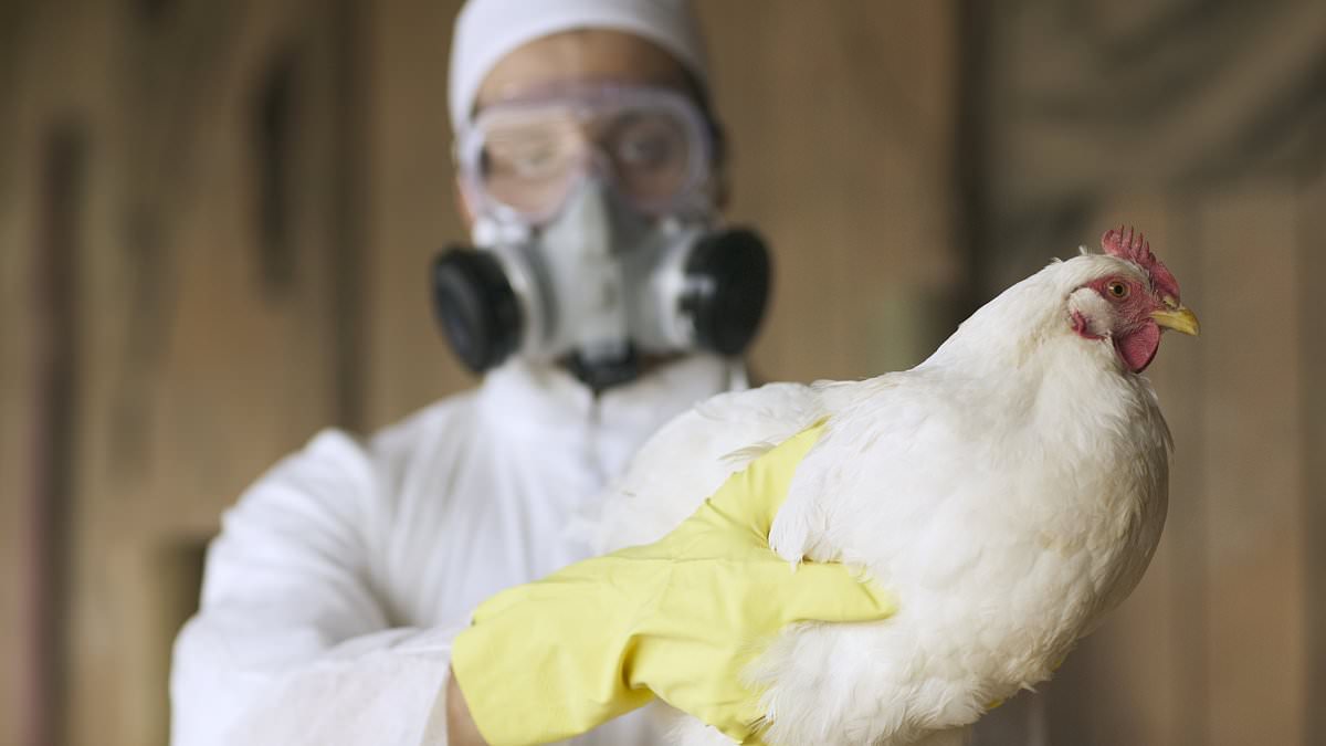 Australia's largest chicken producer warns bird flu could send egg and poultry prices rising 1 9678a0fa4b597f4c107c17c5d5233adaabf018eef5b2a98bed1299e30cab433b