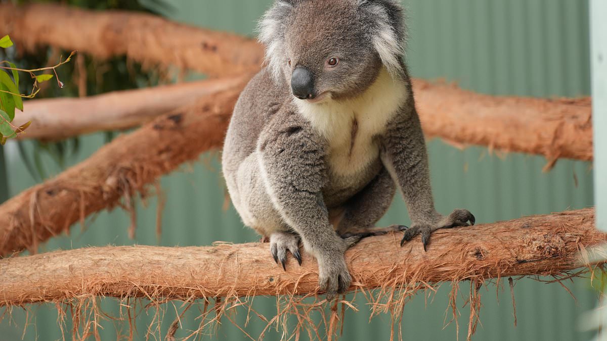 The distressing allegations about zoo animals that have been dismissed by bureaucrats - now an activist MP is demanding answers after worried families say they were ignored when they sounded the alarm 1 9959448abab416b8c215e773b6f6ed39c40053eda7abc2c6de8801c467323b6e