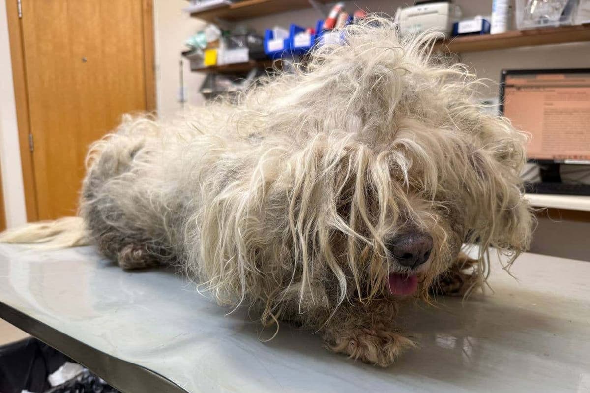 Couple banned from keeping animals for two years because of dogs’ matted coats 1 99aaed9f1751d223414de58f3e55f0c6652ad9072d3542204a1cd5dcc001b066