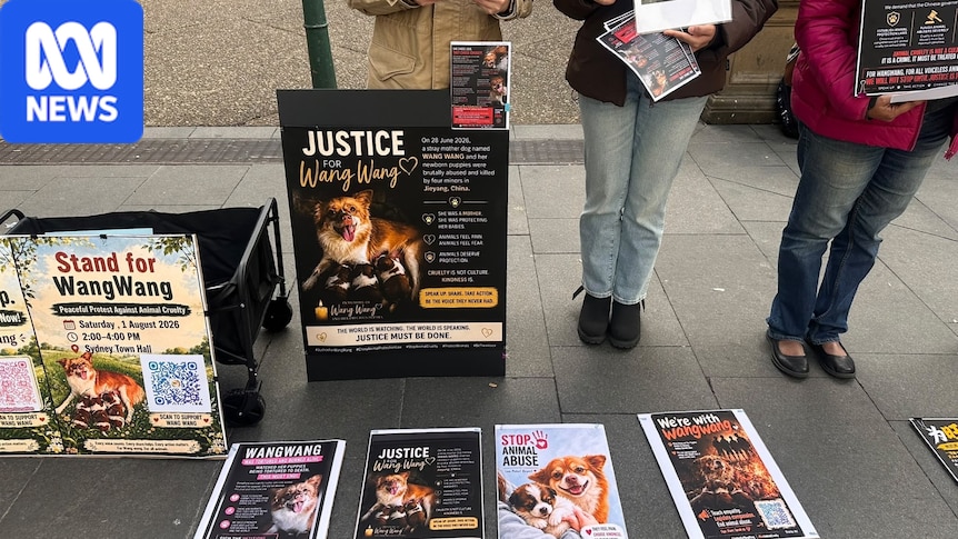 Brutal killing of Chinese dog and her pups sparks outrage: Protesters around the world are calling for justice for a Chinese stray dog and her puppies after they were beaten to death and set alight by a group of boys in China. #AnimalRights #JusticeForDogs #StopAnimalCruelty #SaveThePups #DogLovers 1 9fa89914ef2a6f303a3c2fdbf3fee5dbe103eff0