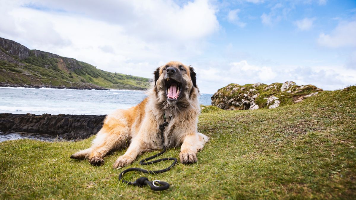 Scotland's best dog walks named as historic 'hidden valley' tops list 1 a16f32488cf8e817e875d3b2c2a7d6bcb25803321d849c51af83c3b7a03c29e6