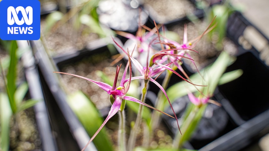 The race is on in a secret location to save one of our rarest orchids: It takes years of work, dozens of volunteers, picky pollinators and a special fungus to save Australia’s endangered orchids. Here's why people drive from all over the country to do it anyway. #Orchids #EndangeredSpecies #Conservation #Biodiversity #NatureLovers 1 a8d98d251c7ad9bba76d1630c87aa363aa177d21