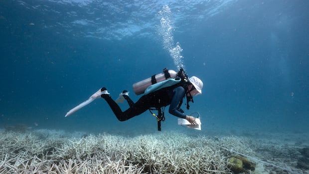 Corals in decline globally, nearly half a century of data shows 1 c9c79b58806f822c1dae0a535bf286b07969a4dc076149f626f74056f0ee6b92