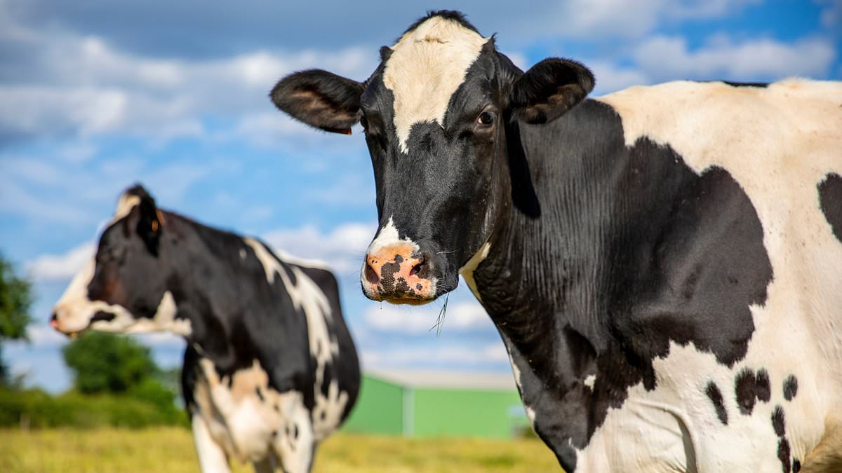 Mad Cow Disease is confirmed at UK farm 1 d25d0d5aba2a68010c540bd1ecfc68884a98522afc9afde33efc66875bc44ce0