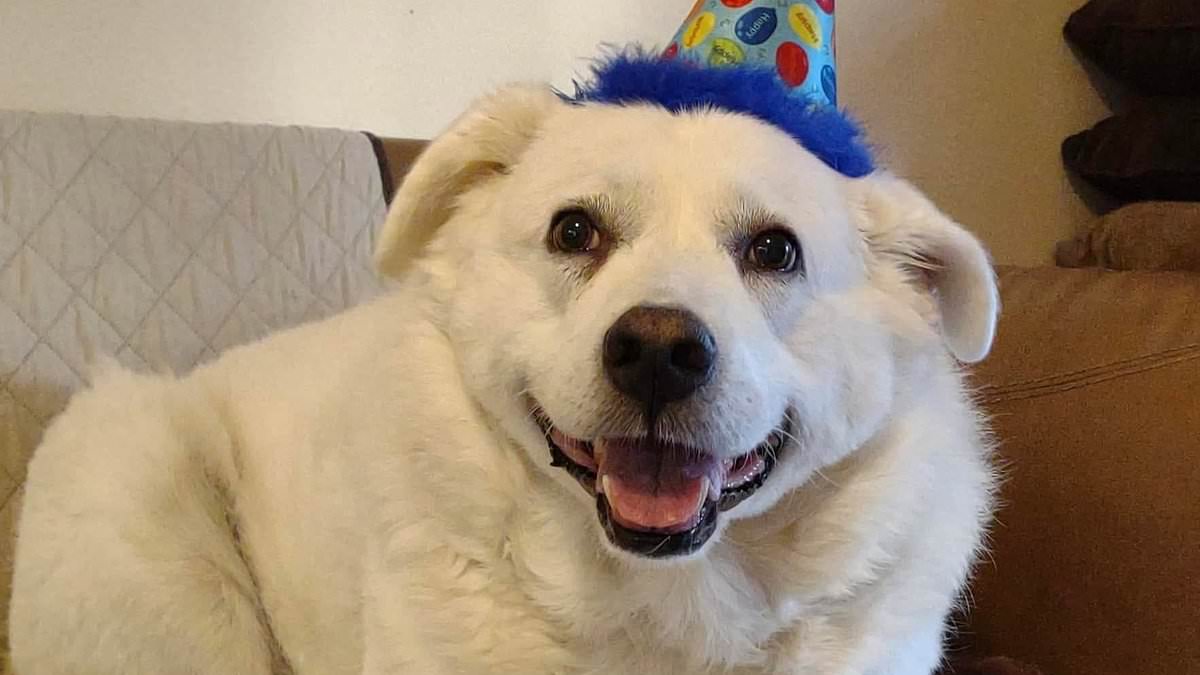 Adorable dog DIES during grooming appointment...and her handlers were given a slap on the wrist 1 daf63d9e5f7a1f5a02d3473bdaf72ad8da2b2edcc4d7d92703154ff20c139e37