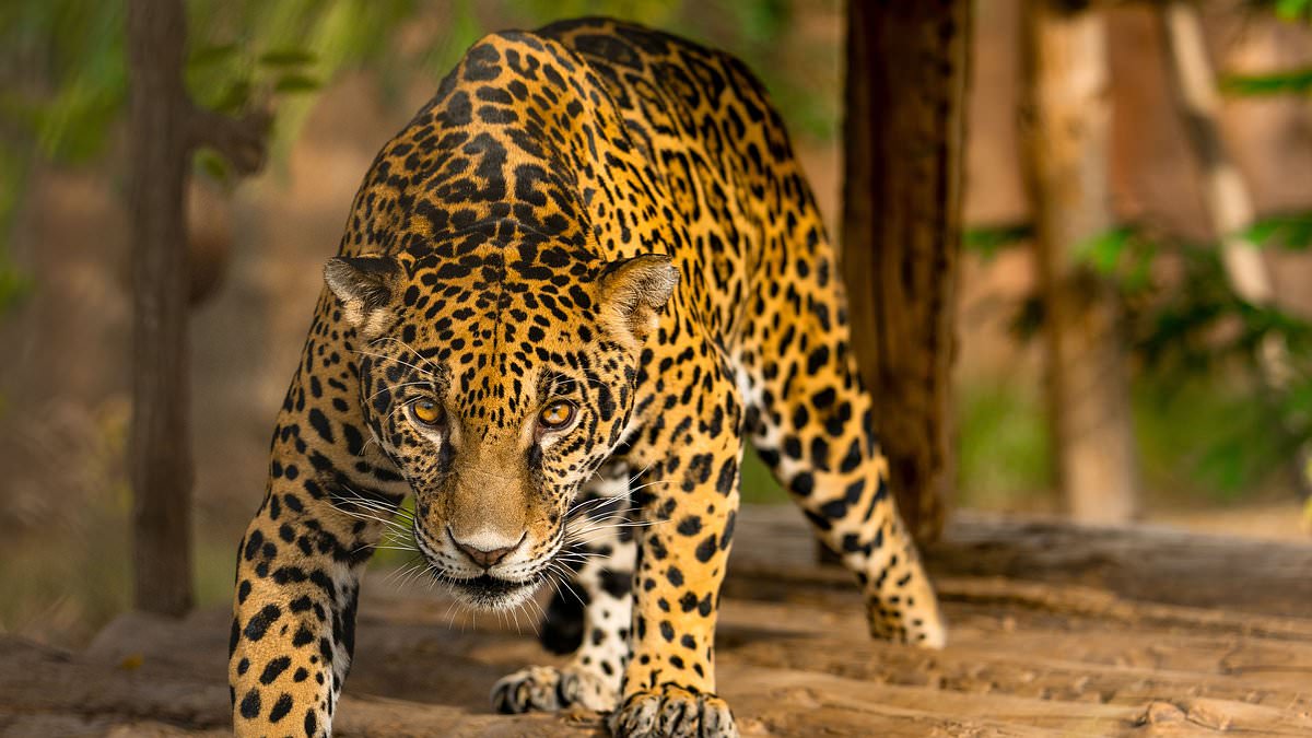Inside the modern day Noah's Ark built by a billionaire's son: SUE REID visits the world's biggest wildlife sanctuary that has saved 150,000 animals from terrible suffering 1 e56f0583dc524aa92989c98b0c91e605588c5c931e31adb302a6069bf3c08b97