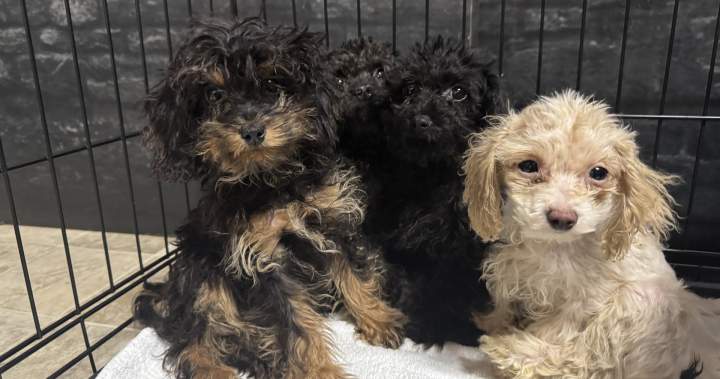Nearly 100 dogs rescued from home in Fort McMurray 1 e5dba003fd9d35491236bb9e1468bde7c7d3cc36dc0d3fca7f72a4f3d39f6c93