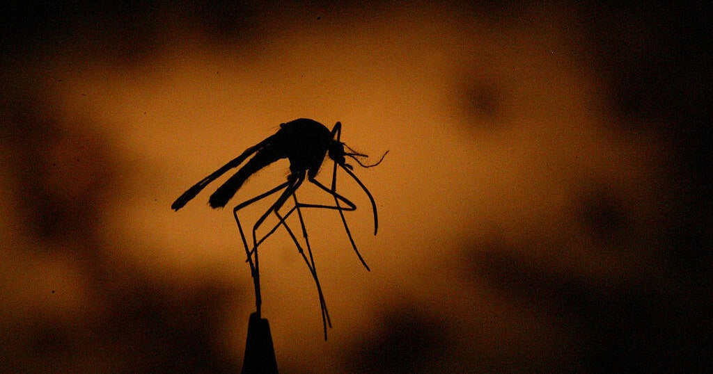 2 airport workers die of malaria from mosquito on plane in Germany 1 ff9b953bd6b5aed2a6c411b8d8c2b92c9357825e86f2b3e6ecd9fd1a4823486f