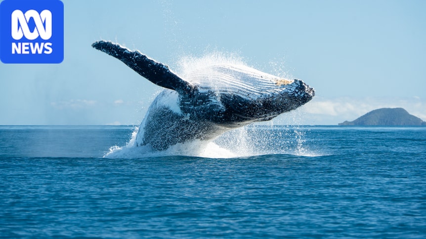 Forty years after whaling was banned, threats remain 1 03ddda9131d3a7bfdebcecf87db10397e619f3920f22a420e512901d9a19f7b1